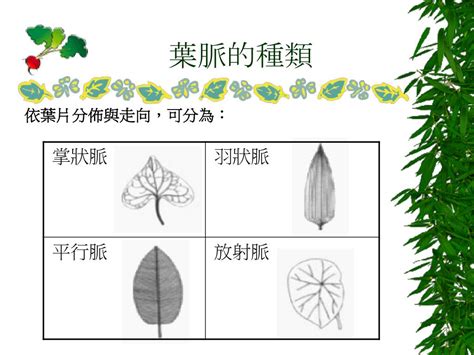 網狀脈平行脈差別|自由的風: 植物的葉～葉脈